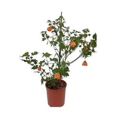 Pianta Abutilon - Cespugli fioriti Pianta Abutilon - Cespugli fioriti