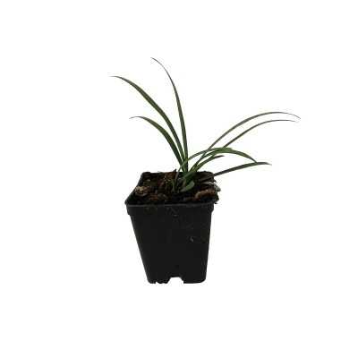 40pz Pianta Agapanto Africano Bianco - Cespugli 40pz Pianta Agapanto Africano Bianco - Cespugli