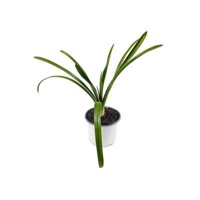 Pianta Agapanto - Cespugli fioriti Pianta Agapanto - Cespugli fioriti