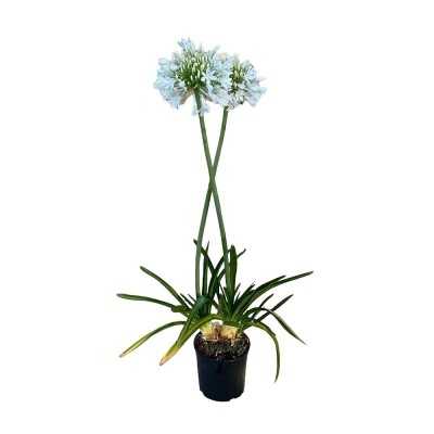 Pianta Agapanto - Cespugli fioriti Pianta Agapanto - Cespugli fioriti