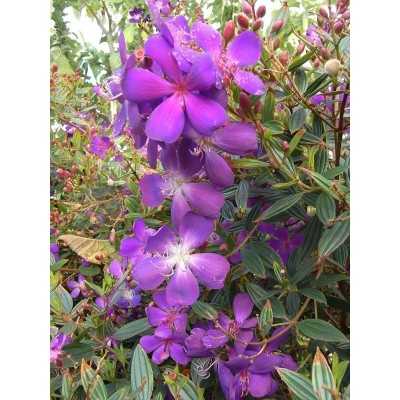 40pz Pianta Tibouchina - Cespugli 40pz Pianta Tibouchina - Cespugli