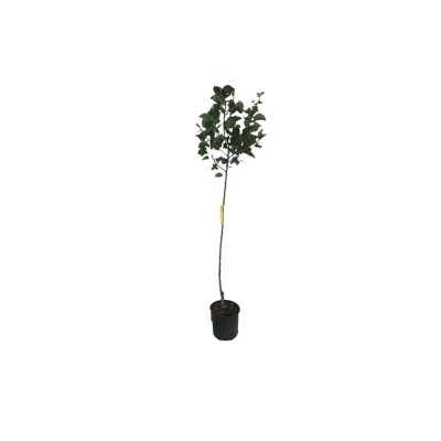 Albero Albicocco Precoce d'Italia - Alberi da frutto Albero Albicocco Precoce d'Italia - Alberi da frutto