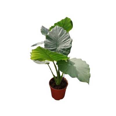 Pianta Alocasia - Piante da interno Pianta Alocasia - Piante da interno
