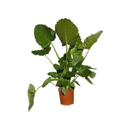Pianta Alocasia - Piante da interno Pianta Alocasia - Piante da interno