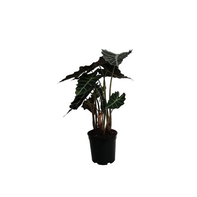 Pianta Alocasia Bambino - Piante da interno o da appartamento Pianta Alocasia Bambino - Piante da interno o da appartamento