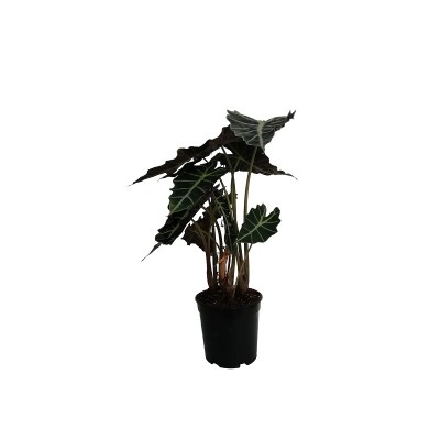 Pianta Alocasia Bambino - Piante da interno