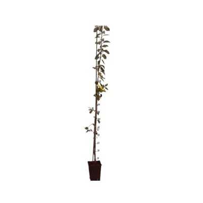 Albero Amarena - Alberi da frutto Albero Amarena - Alberi da frutto