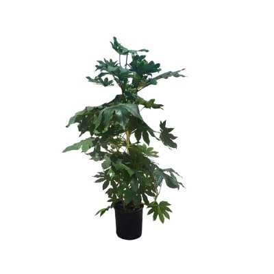 Pianta Aralia - Piante da interno Pianta Aralia - Piante da interno
