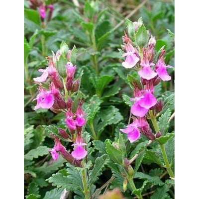 40pz Pianta Teucrium Chamaedrys - Cespugli