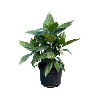 aucuba japonica foglie nere
