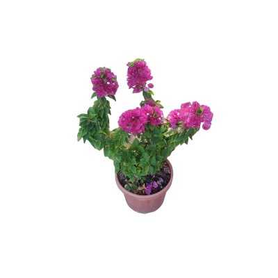 Pianta Bougainvillea Mini Thai - Cespugli fioriti Pianta Bougainvillea Mini Thai - Cespugli fioriti