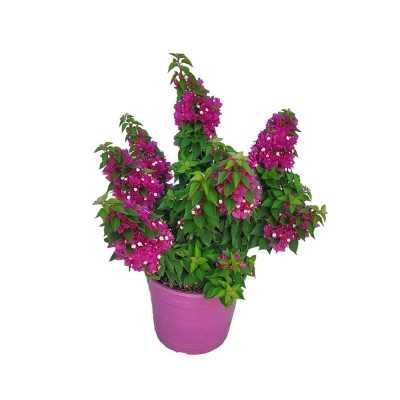 Pianta Bougainvillea Mini Thai - Cespugli fioriti Pianta Bougainvillea Mini Thai - Cespugli fioriti