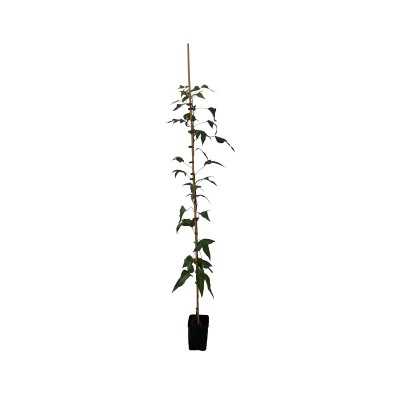 Albero Brachychiton Populneus - Astoni Albero Brachychiton Populneus - Astoni