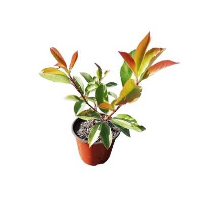 siepi photinia siepi photinia