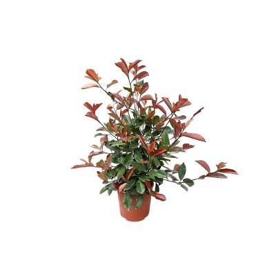 Pianta Photinia - Siepi da giardino Pianta Photinia - Siepi da giardino