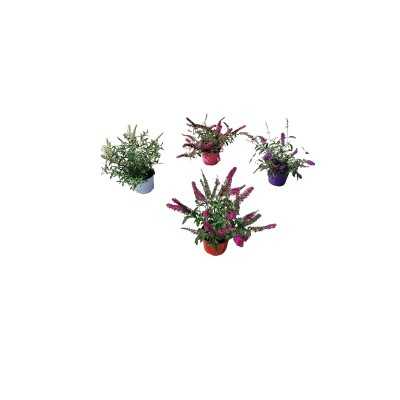 Pianta Buddleia - Cespugli fioriti
