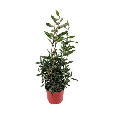 callistemon alberello callistemon alberello