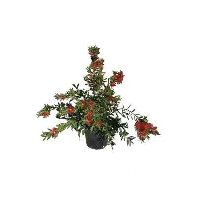 pianta callistemon pianta callistemon