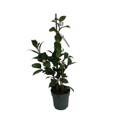 Pianta Camelia - Cespugli fioriti Pianta Camelia - Cespugli fioriti