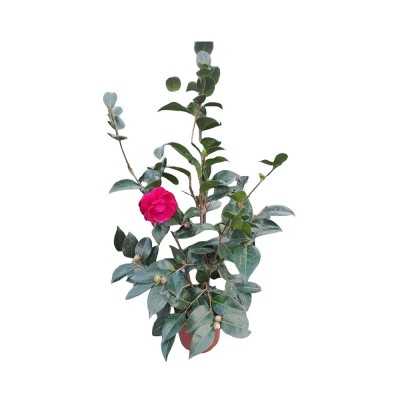 Pianta Camelia - Cespugli fioriti Pianta Camelia - Cespugli fioriti