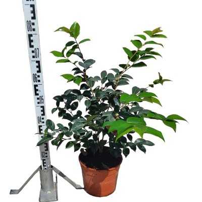Pianta Camelia - Cespugli fioriti Pianta Camelia - Cespugli fioriti