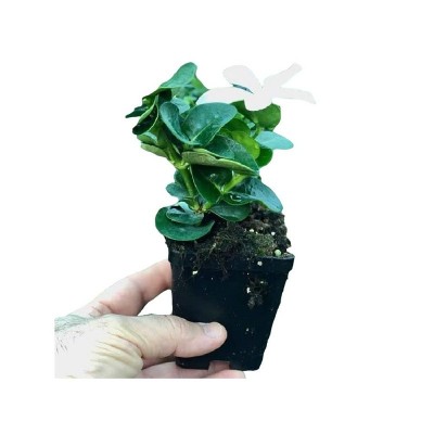 40pz Pianta Carissa Grandiflora - Cespugli 40pz Pianta Carissa Grandiflora - Cespugli