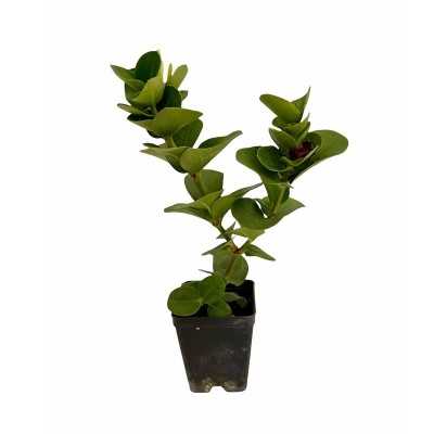 40pz Pianta Carissa Macrocarpa - Cespugli 40pz Pianta Carissa Macrocarpa - Cespugli