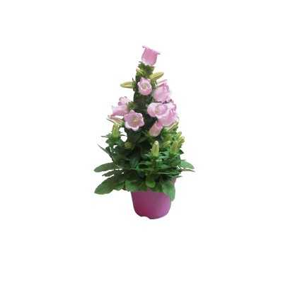 campanula perenne tappezzante campanula perenne tappezzante