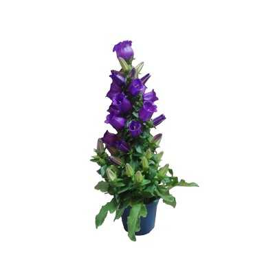 fiori viola a campanella fiori viola a campanella