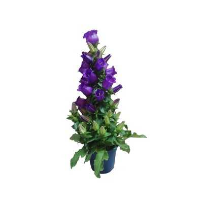 Pianta Campanula Appeal - Piante fiorite