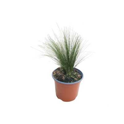 Pianta Stipa Pennata - Cespugli fioriti Pianta Stipa Pennata - Cespugli fioriti