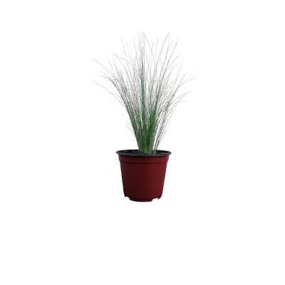 Pianta Stipa Pennata - Cespugli fioriti Pianta Stipa Pennata - Cespugli fioriti