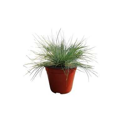Pianta Festuca - Piante tappezzanti Pianta Festuca - Piante tappezzanti