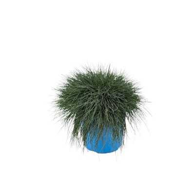 Pianta Festuca - Piante tappezzanti Pianta Festuca - Piante tappezzanti
