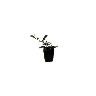 40pz Pianta Alaterno - Siepi 40pz Pianta Alaterno - Siepi