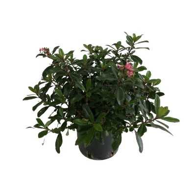 Pianta Escallonia Nana - Cespugli fioriti Pianta Escallonia Nana - Cespugli fioriti
