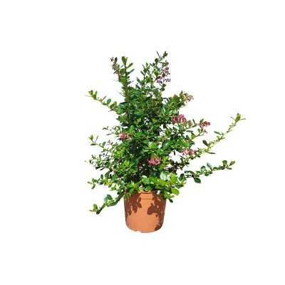 Pianta Escallonia - Cespugli fioriti Pianta Escallonia - Cespugli fioriti