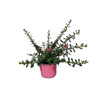 Pianta Escallonia - Cespugli fioriti Pianta Escallonia - Cespugli fioriti