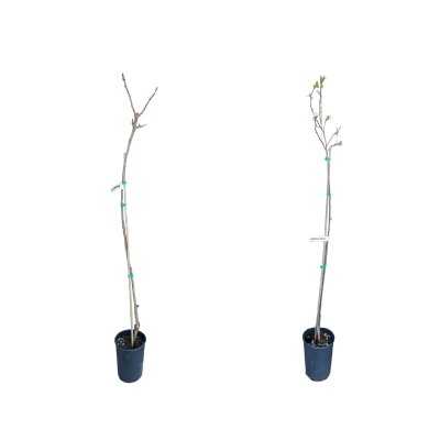 2 Alberi da Frutto - Alberi da frutto 2 Alberi da Frutto - Alberi da frutto