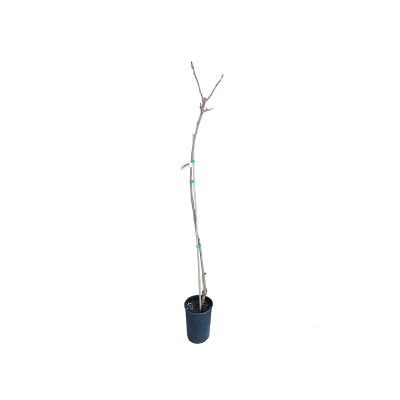 alberi di ciliegio alberi di ciliegio