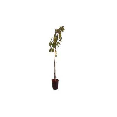 albero ciliegio albero ciliegio