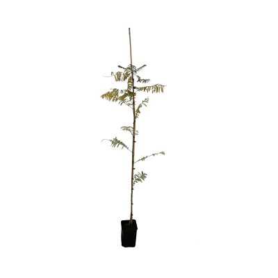 Albero Jacaranda Mimosifolia - Astoni