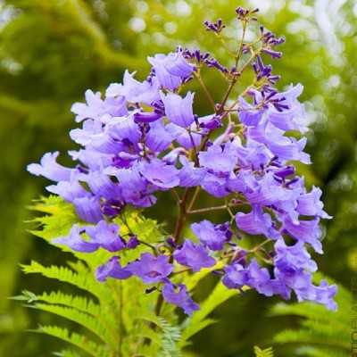 Albero Jacaranda Mimosifolia - Astoni