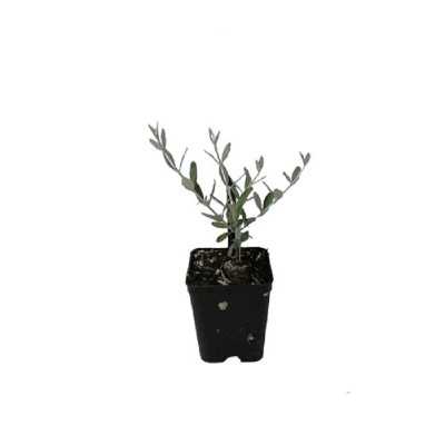 40pz Pianta Teucrium Fruticans - Cespugli 40pz Pianta Teucrium Fruticans - Cespugli