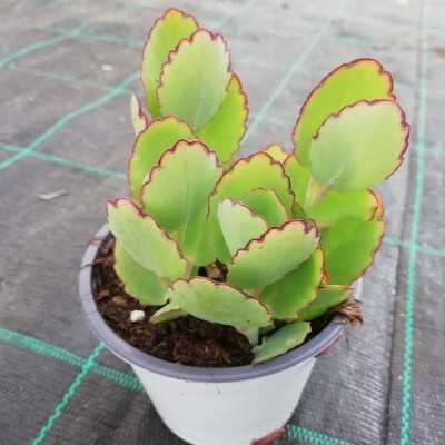Pianta Kalanchoe Fedtschenkoi - Piante grasse e succulente Pianta Kalanchoe Fedtschenkoi - Piante grasse e succulente