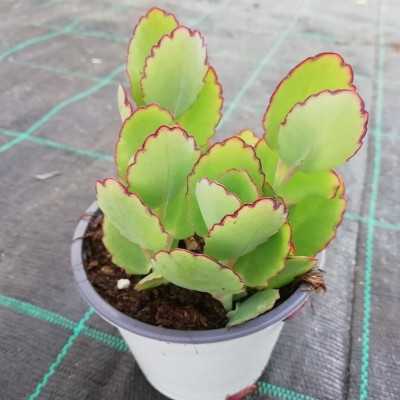 Pianta Kalanchoe Fedtschenkoi - Piante succulente