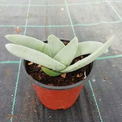 Pianta Crassula Perfoliata - Crassula Falcata - Piante succulente