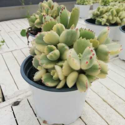 Pianta Zampa d'Orso Variegata - Cotyledon Ladismithiensis - Piante grasse e succulente