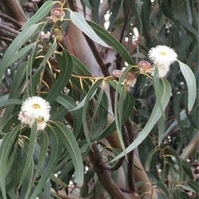 Albero Eucalipto Citriodora - Astoni