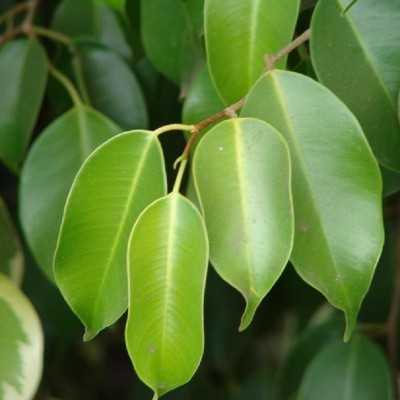 Albero Ficus Benjamina - Alberi